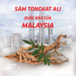 Sâm Tongkatali – Quốc dược tăng cường sinh lý của Malaysia
