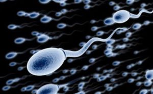 Tinh trùng dị dạng là gì và cách khắc phục hiệu quả cho nam giới 1